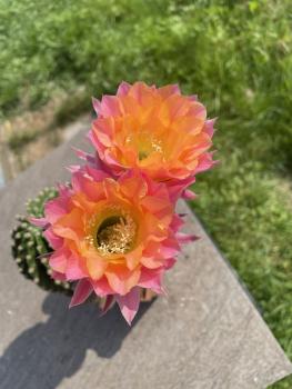 Echinopsis Hybr. multicolor